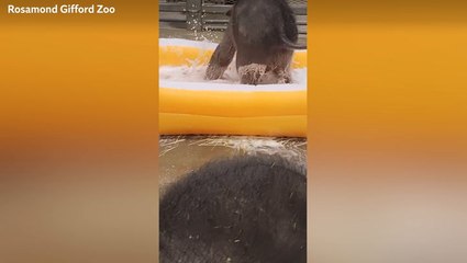 Baby elephant twins enjoy first bubble bath