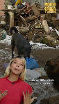 Cientos de peluditos aguantan hambre en Ucrania, pero algunos héroes los ayudan para mejorar su situación