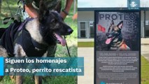 Refugio de animales en Turquía lleva el nombre de Proteo, perro rescatista mexicano