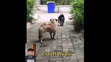 adu nyali kucing sama dogi siap yg kuat