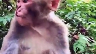 Cute and Funny Monkey Videos Compilation