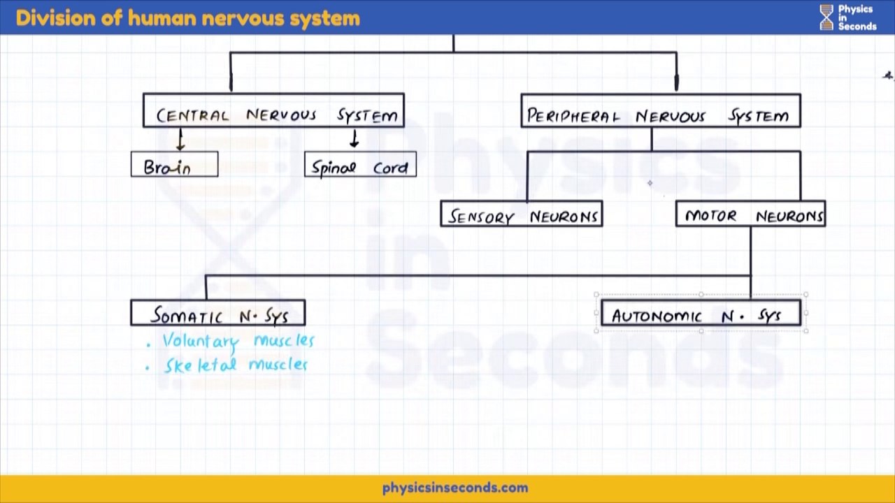 Biology-EP2023-Coordination Control, Nervous and Chemical Coordination-Division of human nervous system