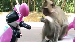 Cute and Funny Monkey video | Howler the Hilarious Monkey | A Tail of Pranks and Playfulness