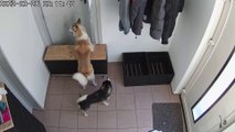 Husky Escapes With a Little Help From His Friend