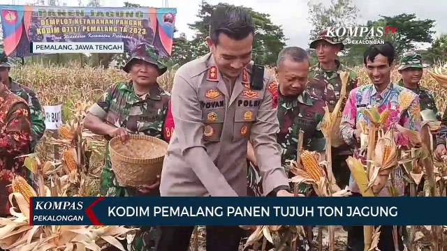 Kodim 0711 Pemalang Panen Tujuh Ton Jagung