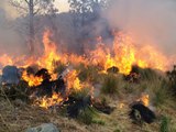 #IncendiosForestales en #Puebla siniestran hasta 200 hectáreas del Pico de Orizaba.