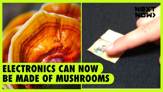 Electronics can now be made of mushrooms | Next Now