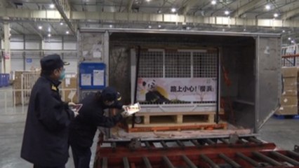 Osa panda nacida en Japón regresa a China para buscar pareja