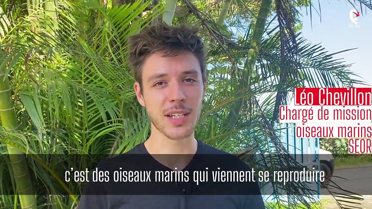 Affluence de jeunes Puffins à la Seor