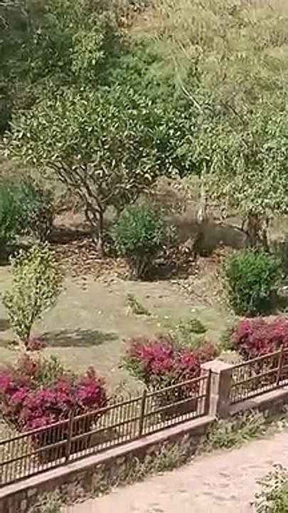 दूसरे दिन भी दुर्ग पर ही बना रहा बाघिन का मूवमेंट