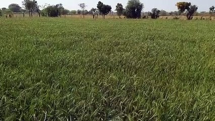 गेहूं की फसल पर तापमान की मार, घट सकती है पैदावार