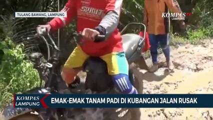 Emak-Emak Tanam Padi di Kubangan Jalan Rusak