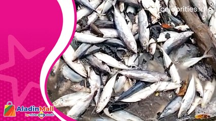 Ribuan Ikan Mati