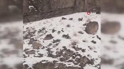 Dağ keçileri böyle görüntülendi