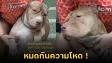เสียชื่อจอมโหด ! เมื่อพิตบูลกัดกับหมาบ้าน สภาพเป็นแบบนี้ โอ้.. จบกัน !