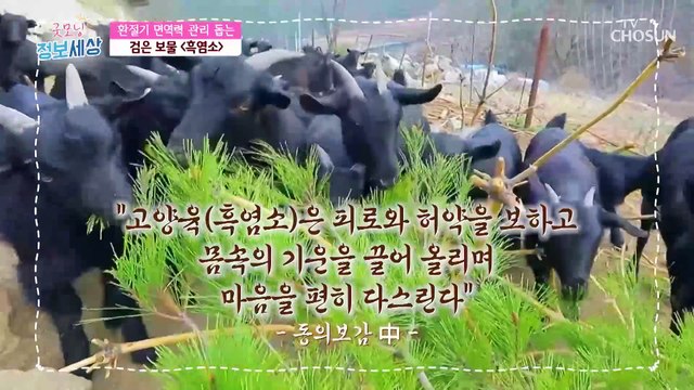 『 흑염소 』 환절기 면역력 관리를 도와주는 특별한 비책 TV CHOSUN 230223 방송