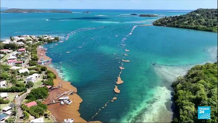 En Martinique, le fléau des sargasses : inquiétudes et calvaire quotidien pour la population