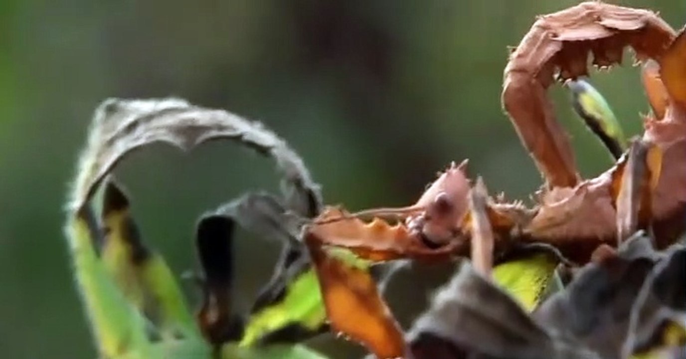 Wild Kratts Wild Kratts S05 E002 – Temple of Tigers - video Dailymotion