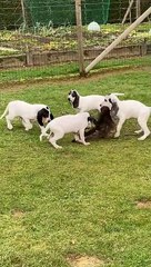 peau sanglier chiots