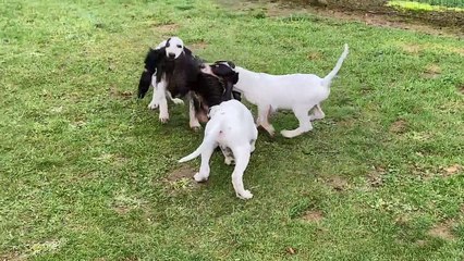 peau sanglier chiots bis