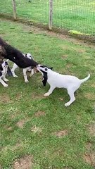 peau sanglier chiots bis 2