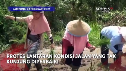 Protes Tak Kunjung Diperbaiki, Emak Emak Tanam Padi di Kubangan Jalan Rusak!