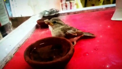 Sparrow world | Find at home |Sparrow | Animal  | Bird