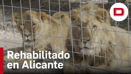 Nueve leones rescatados de Ucrania se rehabilitan en Alicante