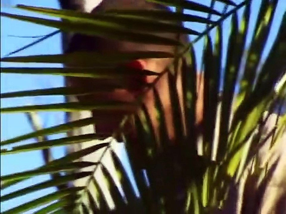 The Crocodile Hunter - Ep03 HD Watch