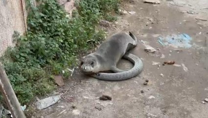 Sokak ortasında buldukları yavru Akdeniz fokunu ağla denize bıraktılar