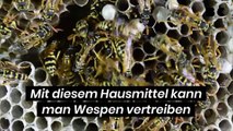 Mit diesem Hausmittel kann man Wespen vertreiben