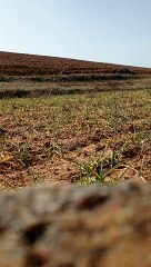 La Guardia Civil detona en Ólvega (Soria) dos granadas de la Guerra Civil