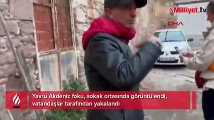 Sokakta 'Akdeniz foku' kovalamacası! Böyle yakaladılar