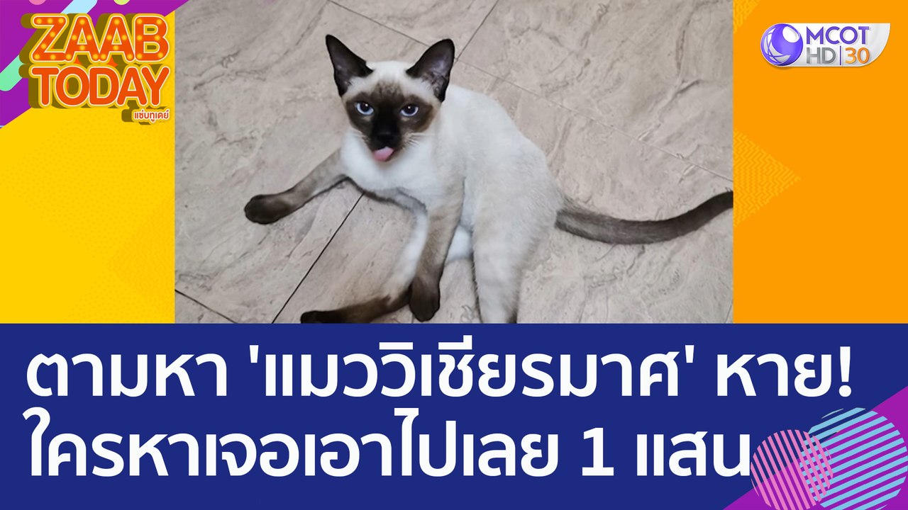 หนุ่มใหญ่ตามหา 'แมววิเชียรมาศ' หาย! ใครหาเจอเอา...