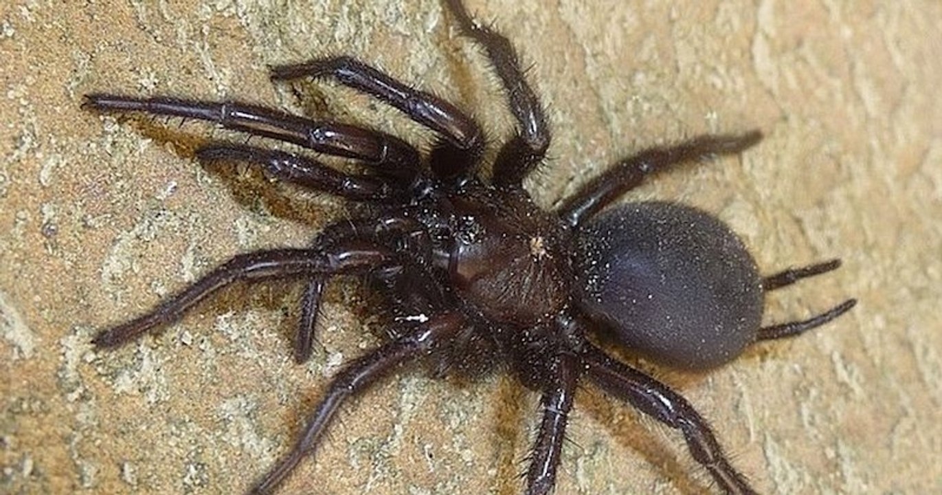 Antibes : une sexagénaire hospitalisée à cause... d'une mygale dans l'oreille