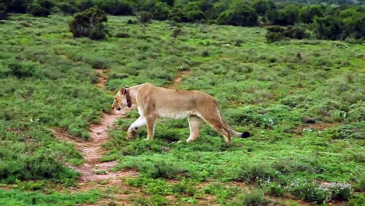 Beautiful Big Cats