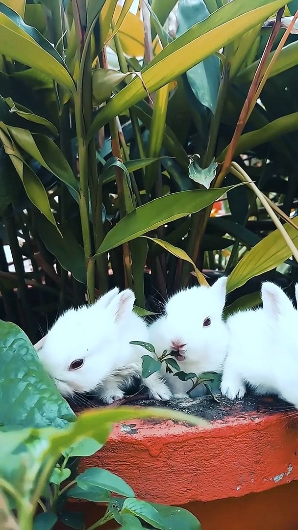 Cute Rabbits