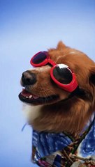 Funny Dog Ready for Date