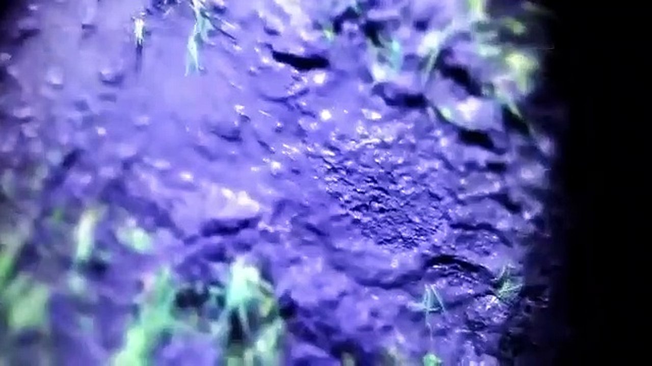 The Lowe Files - Se1 - Ep03 - Bigfoot HD Watch