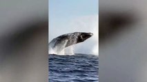 Duo of humpback whales breach in quick succession off the coast of Hawaii