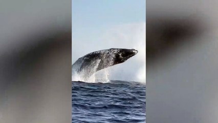 Download Video: Duo of humpback whales breach in quick succession off the coast of Hawaii