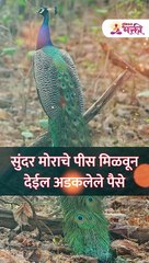 सुंदर  मोराचे पीस मिळवून देईल अडकलेले पैसे -