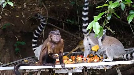 Wildlife UHD 4k 30fps