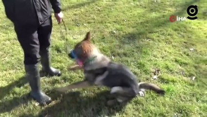 Hayat kurtaran köpekler böyle yetişiyor