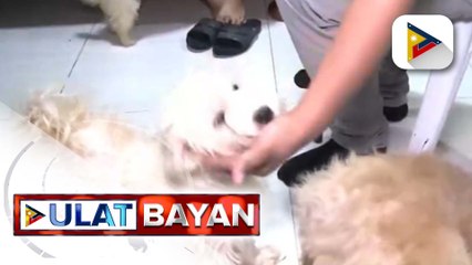 Aso sa Cebu City, sinabuyan ng mainit na tubig ng kapitbahay