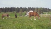 Sheitan cheval