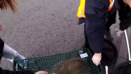 M5 closed off to rescue badger teetering on the edge of 100-metre drop