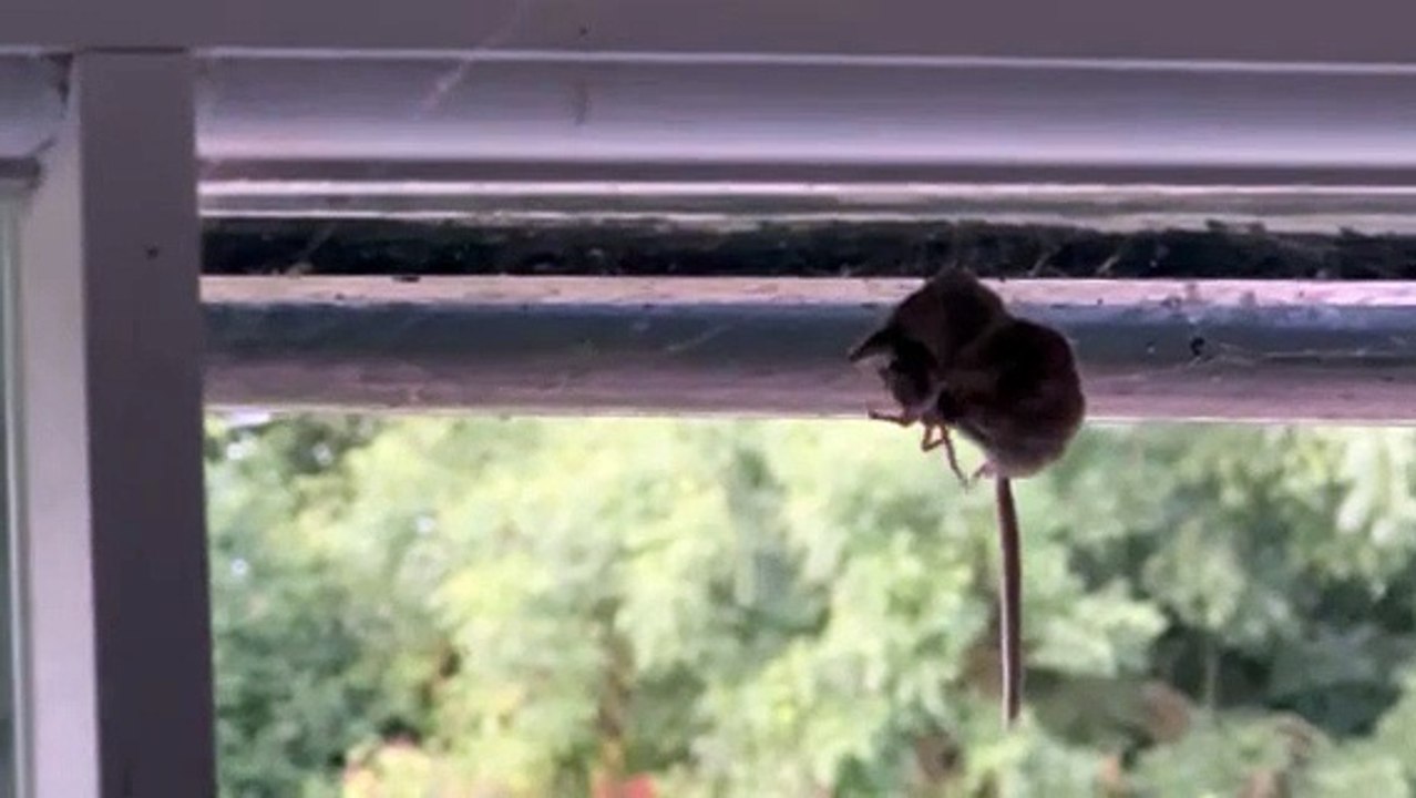 Spider eats shrew in Chichester - video Dailymotion