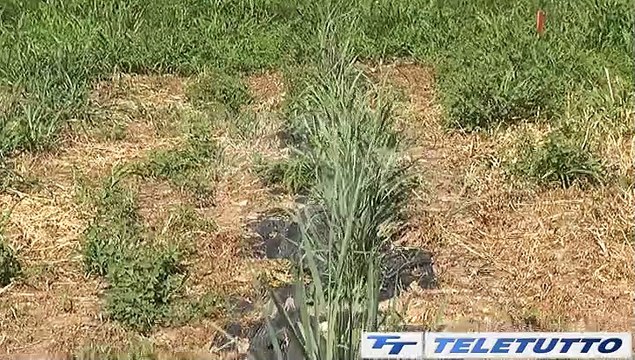 Video News - SICCITA', UN TAVOLO REGIONALE