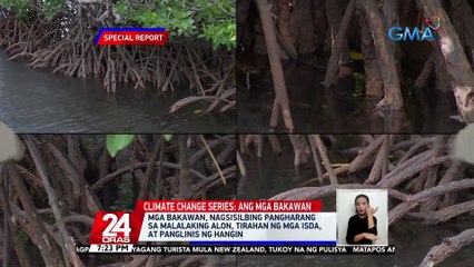 Mga bakawan, nagsisilbing pangharang sa malalaking alon, tirahan ng mga isda, at panglinis ng hangin | 24 Oras